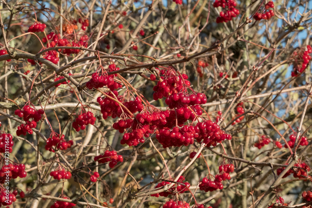 Gewöhnliche Schneeball (Viburnum opulus), Früchte Gewöhnliche Schneeball (Viburnum opulus), Früchte