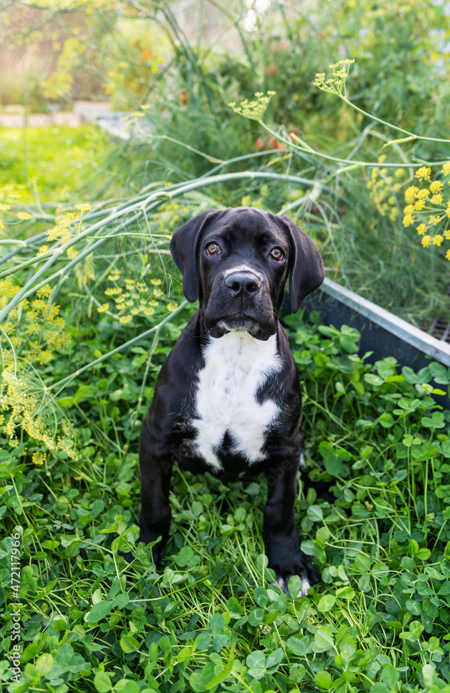 Black Cane Corso Puppy Enjoying Garden
