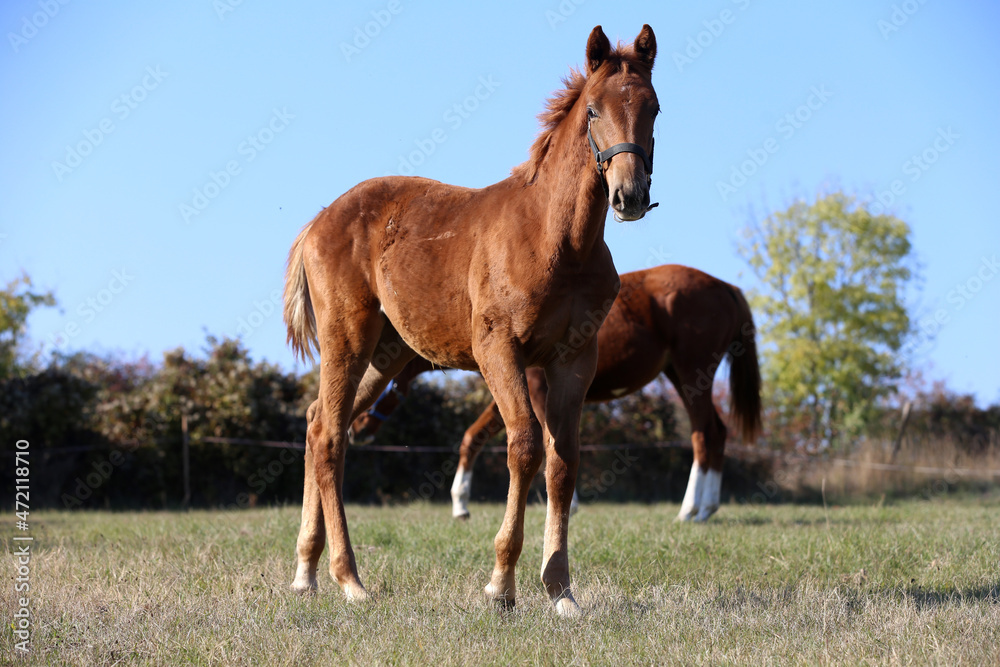 Playful foal in action on summer meadow Playful foal in action on summer meadow