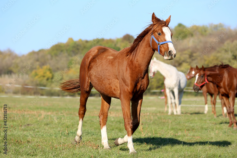 Playful foal in action on summer meadow