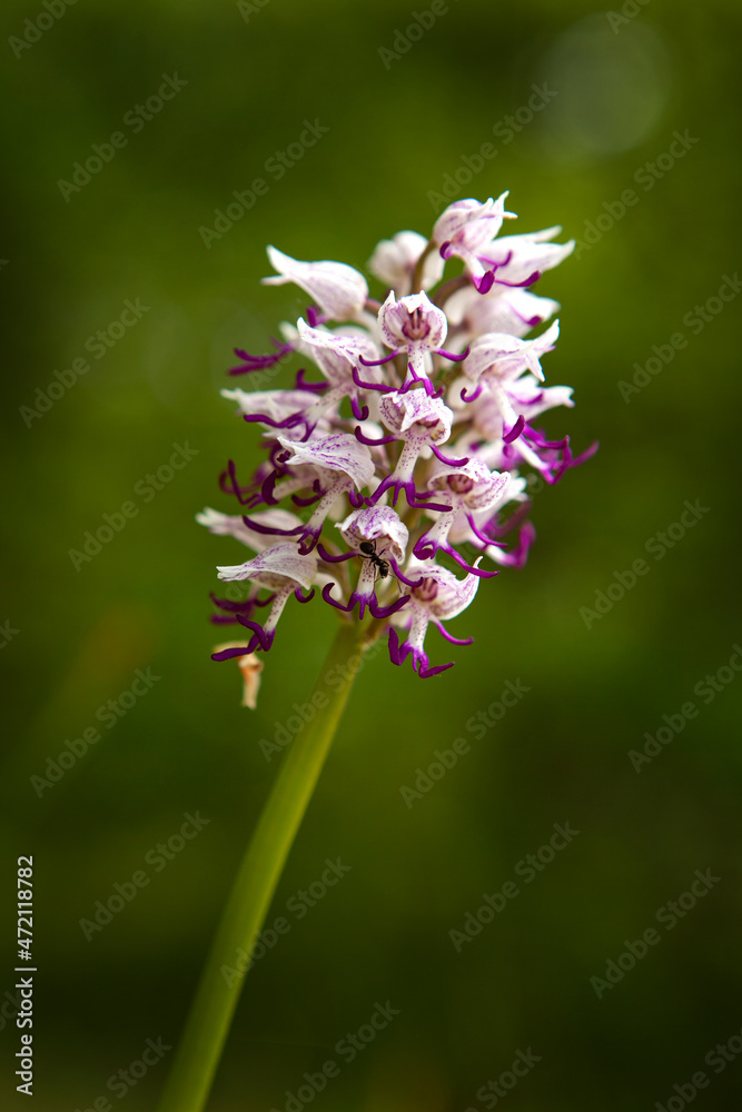 Obraz premium Monkey orchid in the Bulgarian forest. Nice orchid during spring season. Plants in Rhodope mountains.