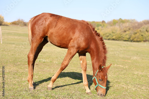 Playful foal in action on summer meadow