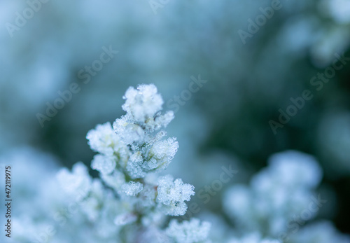 Green leaves of the plant covered with morning frost. © Zbignev