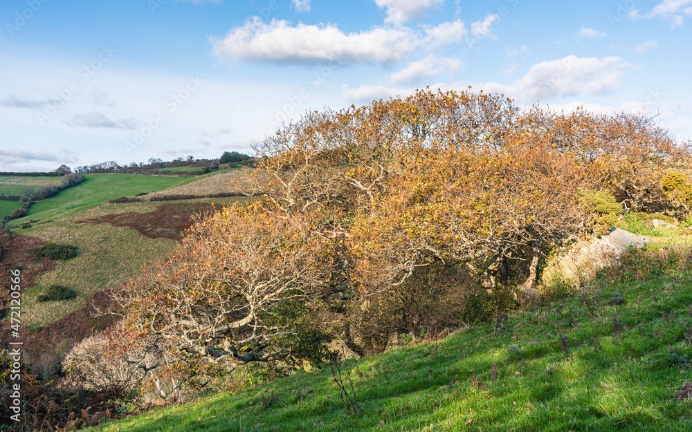 Meadows in Autumn Colors over farmlands, Kingswear, Brixham, Devon, England, Europe