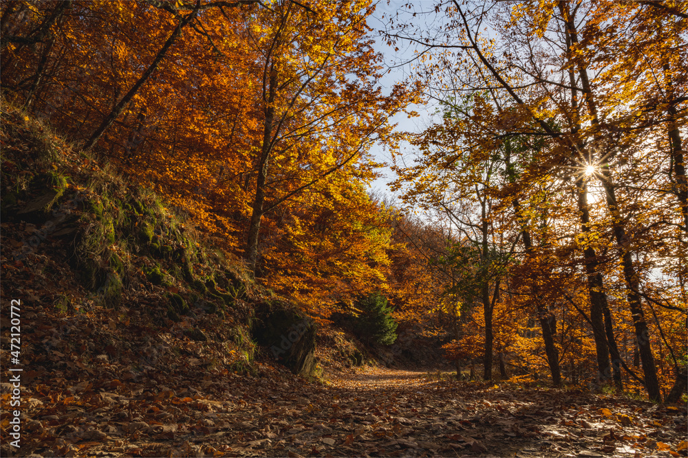 Fototapeta premium São Lourenço Beech Tree Forest