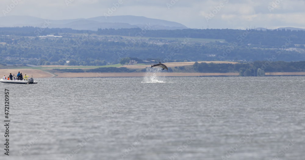 Dolphin breaching high in front of boat trip tourist. group to tourist in a boat ocean trip watching a wild bottlenose dolphin breaching high in the sky while hunting for salmon in the Moray firth. Dolphin breaching high in front of boat trip tourist. group to tourist in a boat ocean trip watching a wild bottlenose dolphin breaching high in the sky while hunting for salmon in the Moray firth.