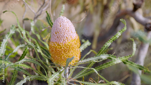 partially open acorn bansksia flower in western australia photo