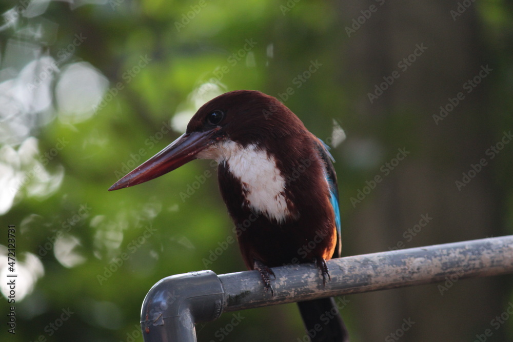 Fototapeta premium black capped kingfisher
