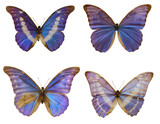 Set with beautiful exotic butterflies on white background