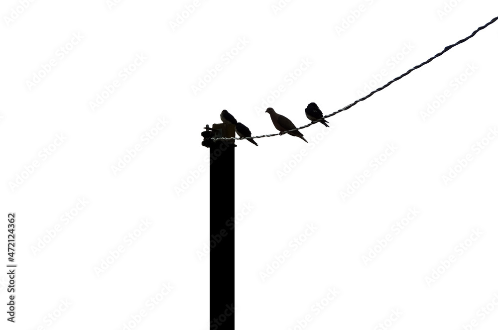 Birds sitting on electrical wire silhouette. Four birds sitting on power lines silhouettes. Image isolated on white background and with space for text. Birds sitting on electrical wire silhouette. Four birds sitting on power lines silhouettes. Image isolated on white background and with space for text.