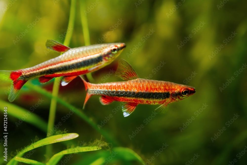 pair of adult pencilfish, pet in biotope design, dim light with brown ...