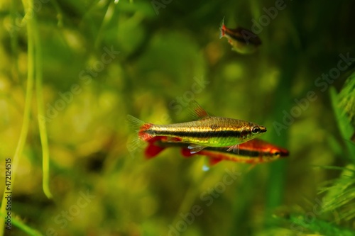 pair of adult pencilfish play, pet in biotope design, dim light with brown tannin stained water, ornamental blackwater fish of Rio Negro basin, beauty of nature photo