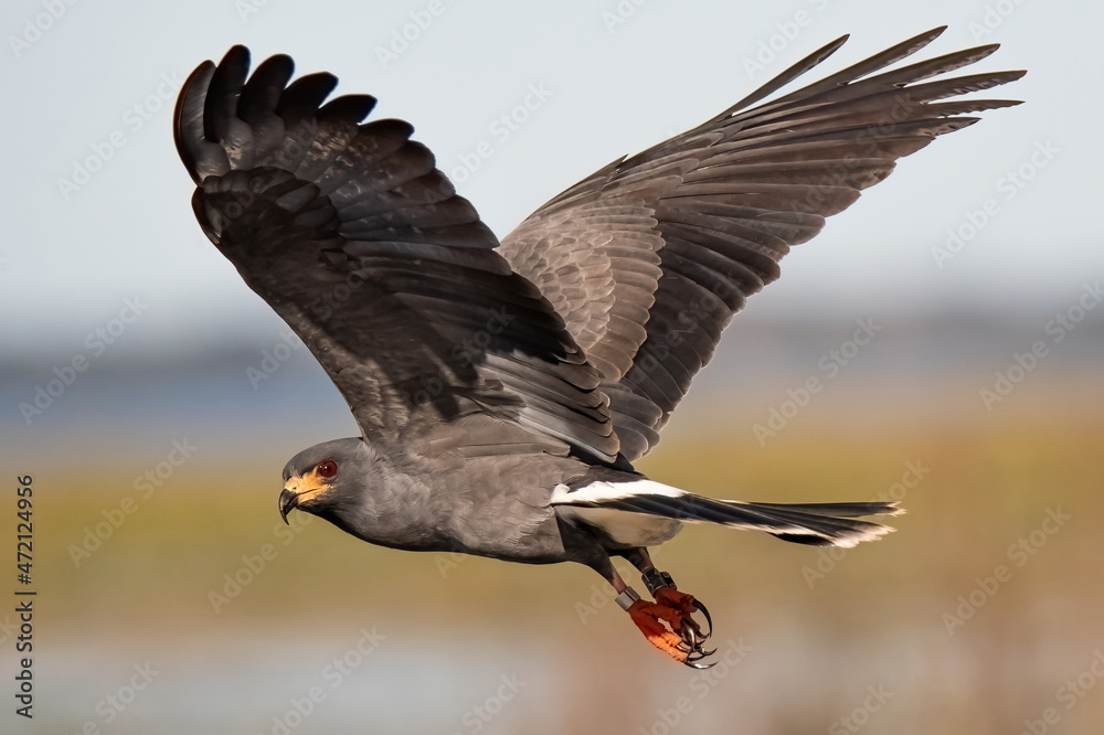 Endangered Male Snail Kite in flight Endangered Male Snail Kite in flight