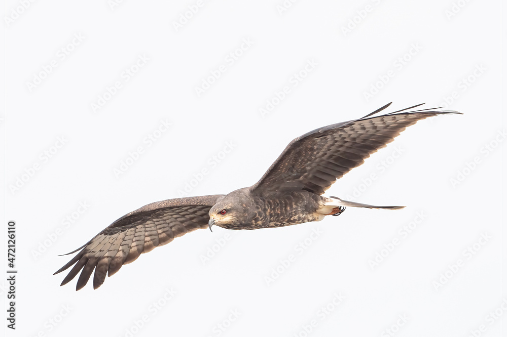 Fototapeta premium Endangered female Snail Kite in flight