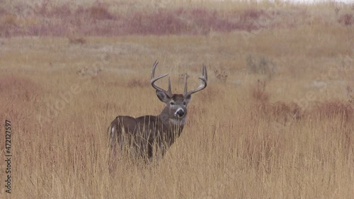 Whitetail Deer Buck During the Fall Rut in Colorado