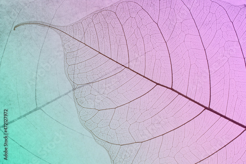 Close-up of a leaf. skeleton leaf leaves with a transparent shape .the leaves look abstract from nature and have a pattern at seamless background .beautiful colors for text and advertising © HappyBall3692