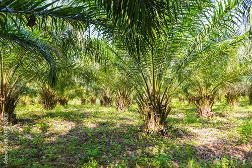 Tropical tree plant palm tree fields nature agricultural farm palm plantation  Palm oil of crops in green