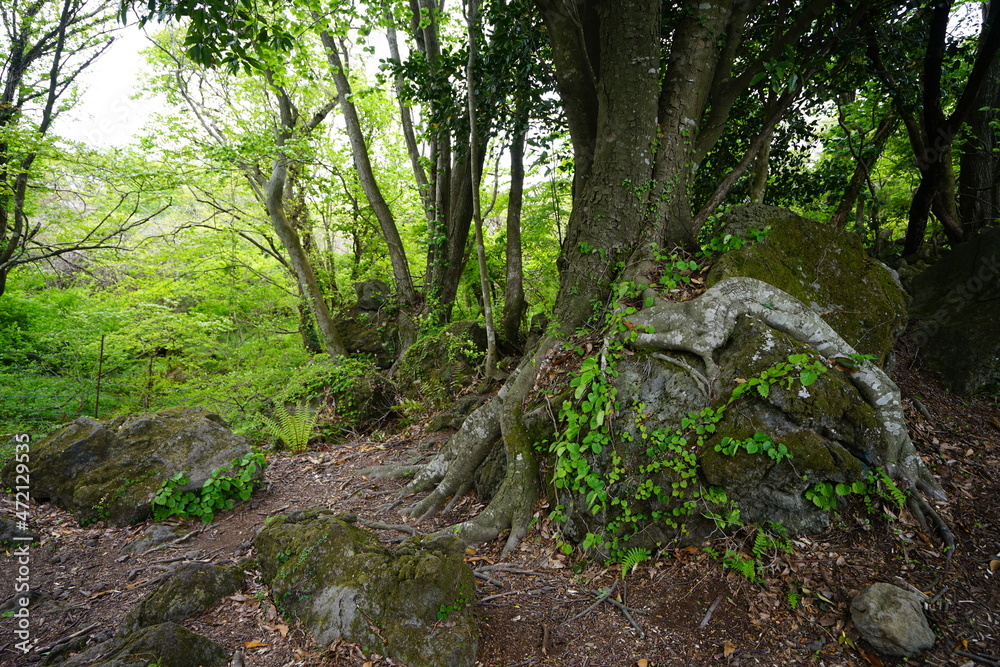 old trees and mossy rocks in the deep forest
