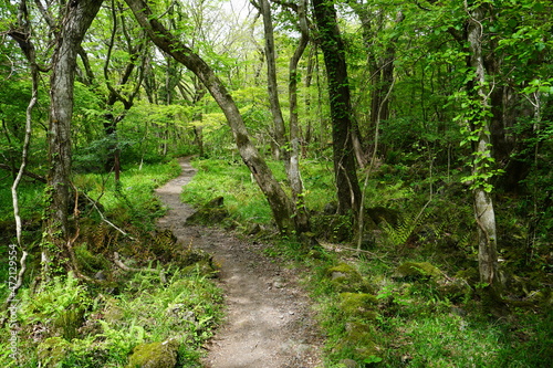 a refreshing spring forest with a fine pathway