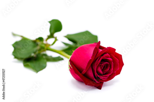 Fototapeta Naklejka Na Ścianę i Meble -  Beautiful red rose isolated on white background