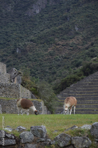Lama family spending the day at Machu Picchu, Perú. © Edgar