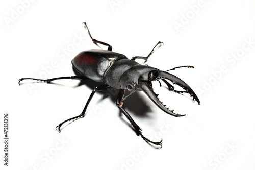 Stag beetle. Prosopocoilus inclinatus
