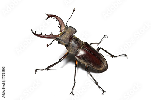 Miyama Stag Beetle © 聡 足立