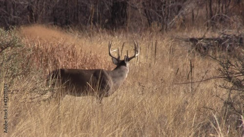 Whitetail Deer Buck During the Fall Rut in Colorado