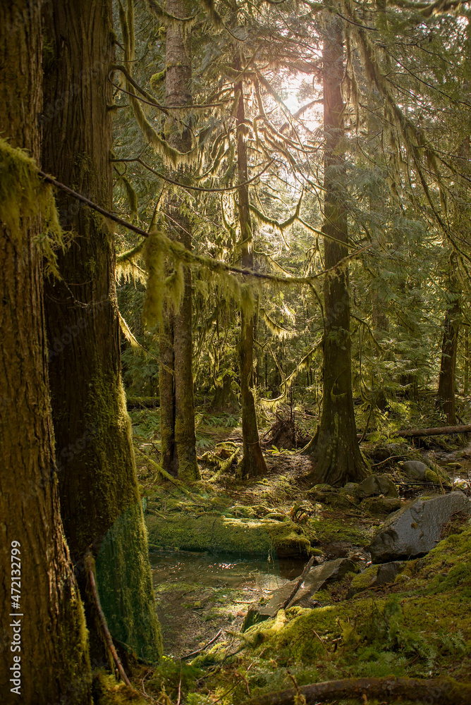 Fototapeta premium Forest Glen