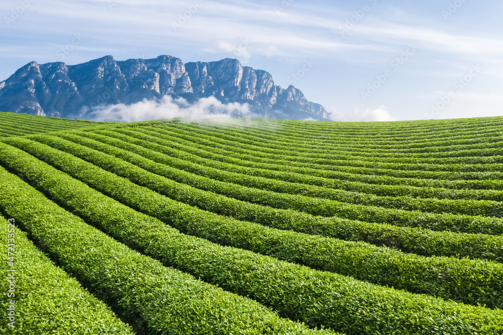 tea plantation and Lushan mountain landscape