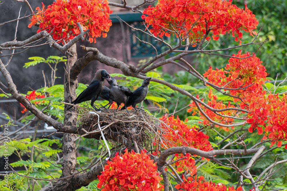 Fototapeta premium Mother House crow (Corvus splendens) bird feeding baby and juvenile birds in the nest. Known as the Indian, greynecked, Ceylon or Colombo crow is a common bird of the crow family. Asian origin bird.