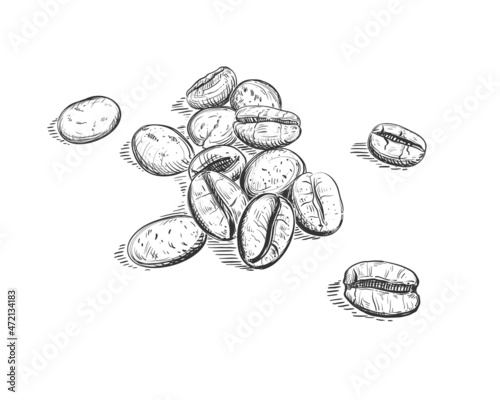 Hand drawn sketch black and white of coffee beans, seeds. Vector illustration. Elements in graphic style label, card, sticker, menu, package. Engraved style illustration.