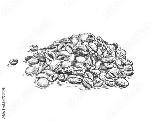 Hand drawn sketch black and white of coffee beans, seeds. Vector illustration. Elements in graphic style label, card, sticker, menu, package. Engraved style illustration.