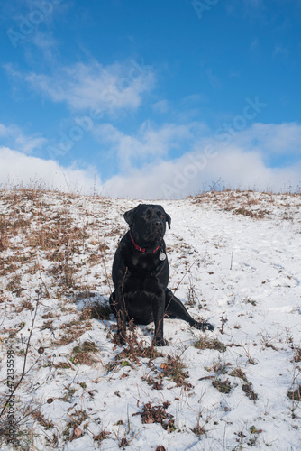 A young black labrador retriever sits on a snowy hill. Family walk with the dog. Beautiful winter landscape