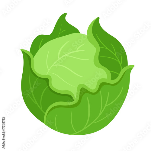cabbage vector illustration logo icon clipart 