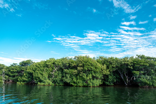 Mangroves in the Florida Keys (ID: 472135764)