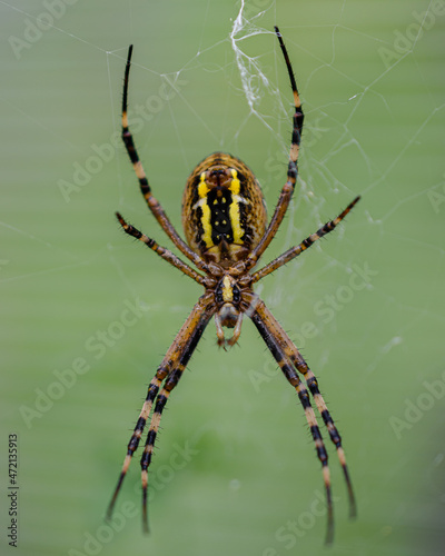 A wasp spider on a web. beautiful insect