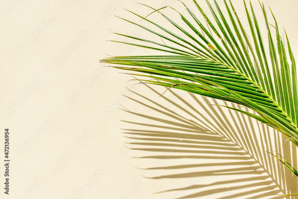 Obraz premium coconut leaf shadow on beige concrete wall background texture