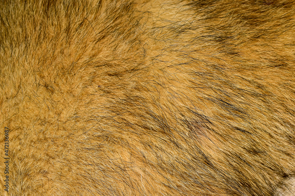brown fur texture abstract fur background brown fur texture abstract fur background