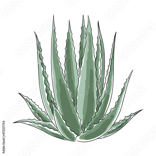 Hand-drawn aloe vera isolated on white