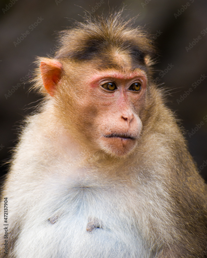 Close up picture of a monkey(Macaca Fascicularis) Close up picture of a monkey(Macaca Fascicularis)