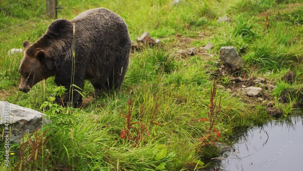 grizzly bear walking in a forest in British Columbia, Canada in 4K grizzly bear walking in a forest in British Columbia, Canada in 4K