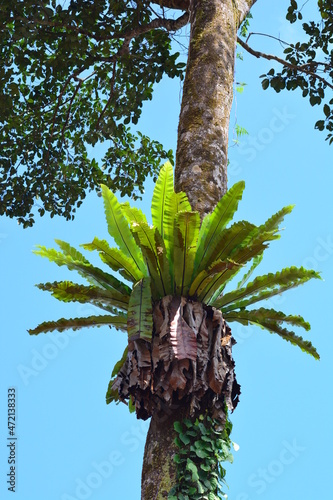 Quadro su tela Asplenium nidus L