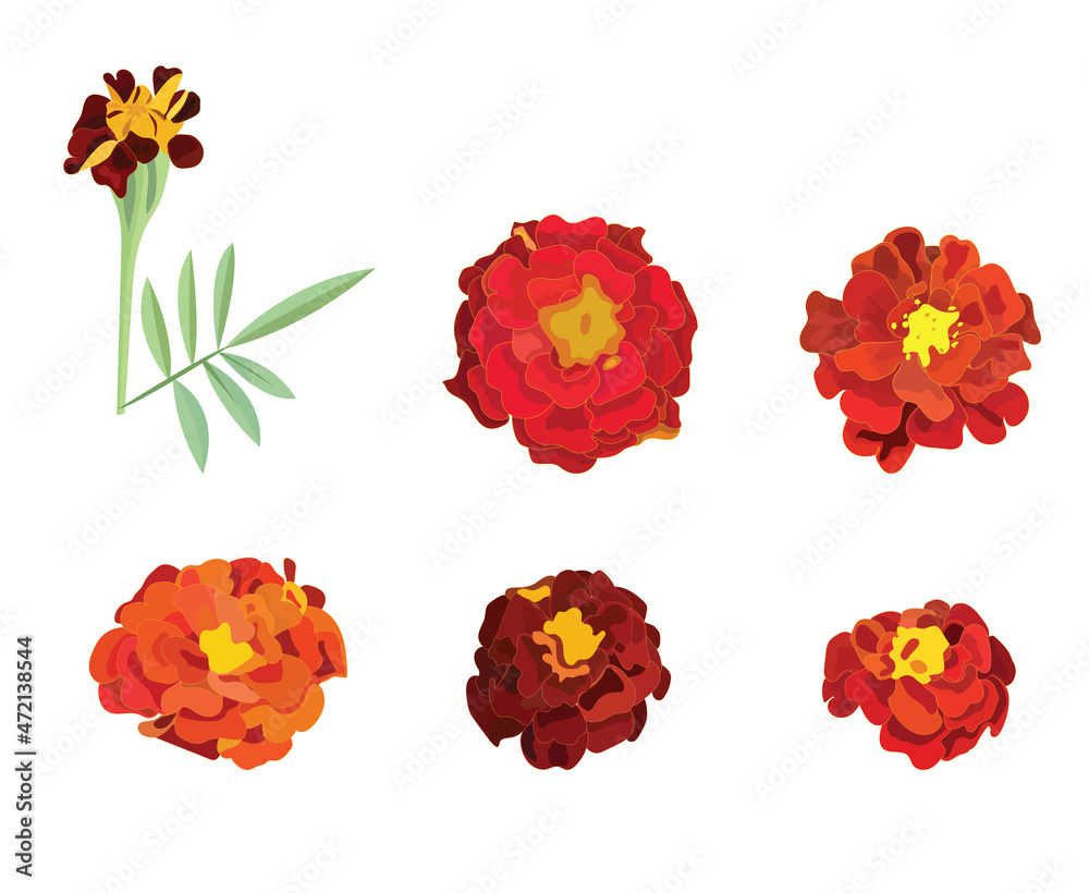 Orange calendula, symbol of the Mexican holiday Day of the Dead. A set of flowers. Vector stock illustration isolated on white background.