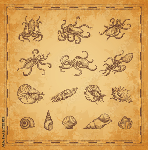 Octopus, cuttlefish and shellfish mollusc sketches. Vintage map elements, vector ocean monsters and deep-sea creatures with tentacles and shells. Nautilus, cuttlefish and conch, scallop seashells © Vector Tradition