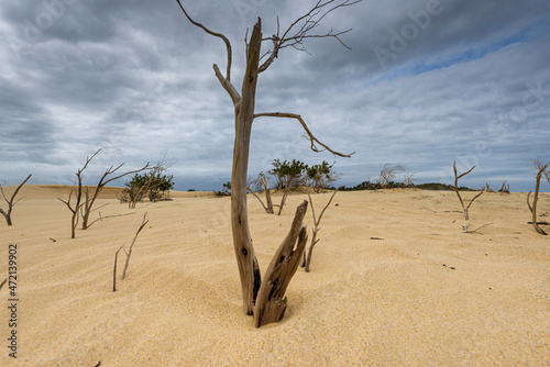 The Big Drift  Wilsons Promomtory  Victoria  Australia  Sand Dunes