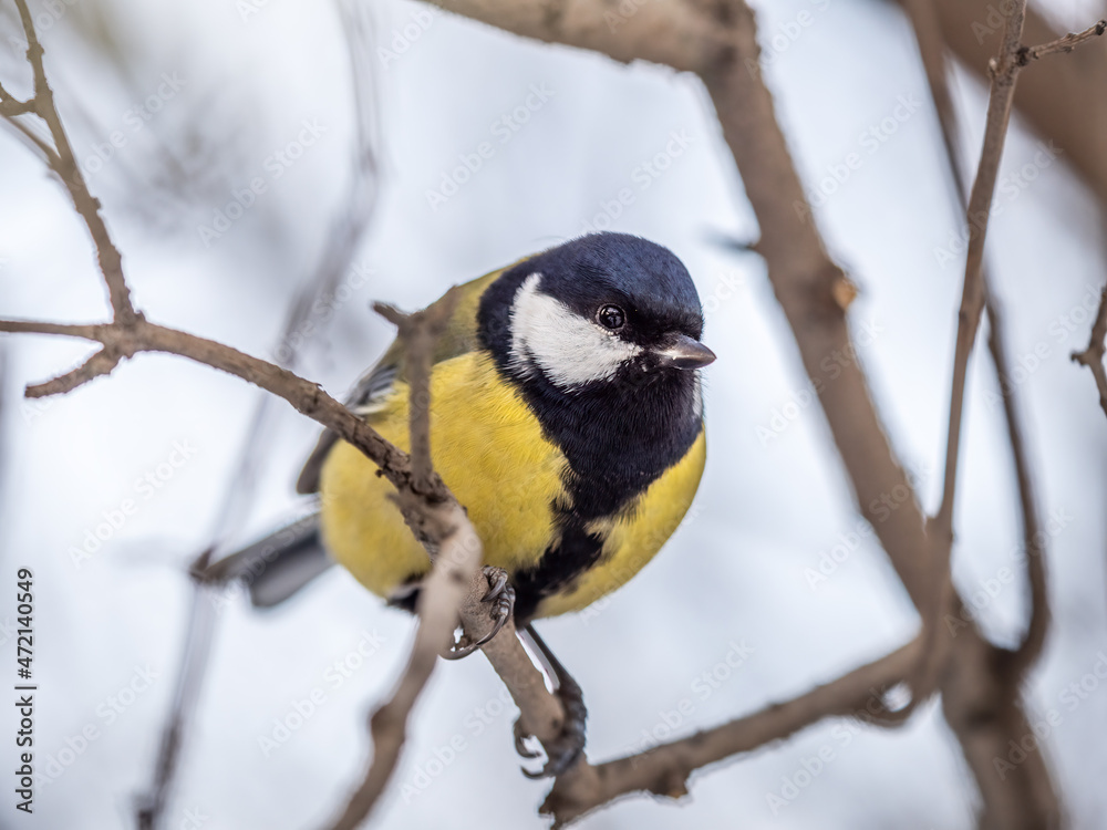 Cute bird Great tit, songbird sitting on a branch without leaves in the autumn or winter. Cute bird Great tit, songbird sitting on a branch without leaves in the autumn or winter.
