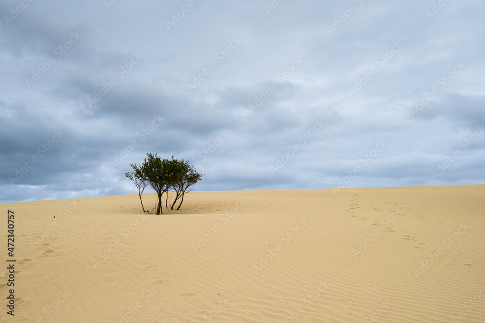The Big Drift, Wilsons Promomtory, Victoria, Australia, Sand Dunes The Big Drift, Wilsons Promomtory, Victoria, Australia, Sand Dunes