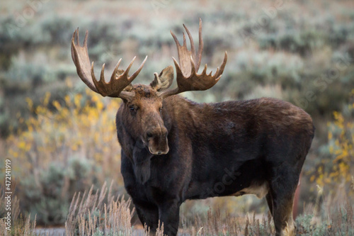 Wyoming bull moose in the sage photo