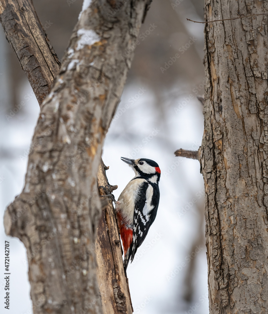 Little woodpecker sits on a tree trunk with snow in winter. The great spotted woodpecker, Dendrocopos major Little woodpecker sits on a tree trunk with snow in winter. The great spotted woodpecker, Dendrocopos major